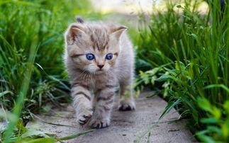 网红猫花絮视频下载