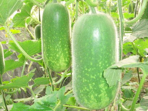 西北政法ppt吃瓜,揭秘校园“吃瓜”文化背后的法律思考