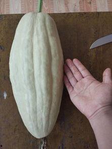 雪瓜高温吃有毒,高温下的安全食用指南