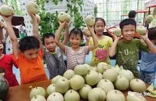 三水区吃瓜,探寻瓜果飘香中的味蕾盛宴