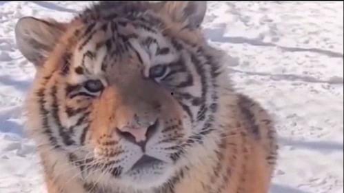 网红斩虎贝雷帽,时尚与勇气的完美融合