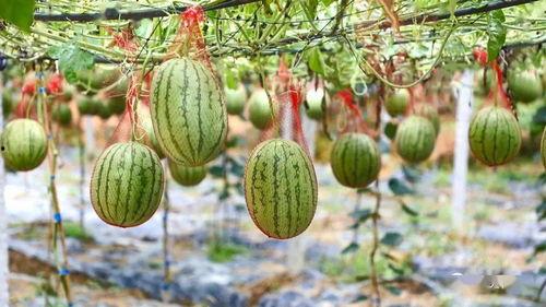 微山付村吃瓜,夏日炎炎，吃瓜群众欢乐多